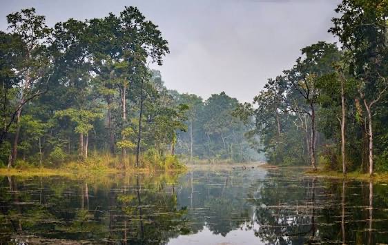 Chitwan riverine grasslands