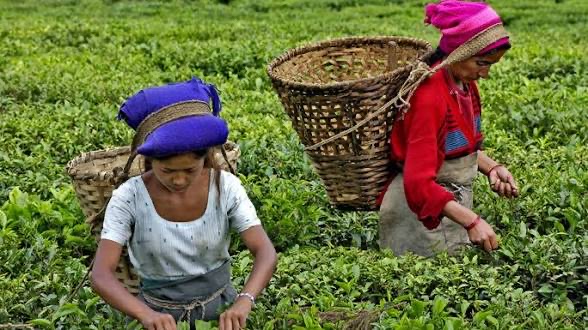 Ilam tea harvest rows
