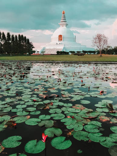Pagoda reflected in lotus ponds